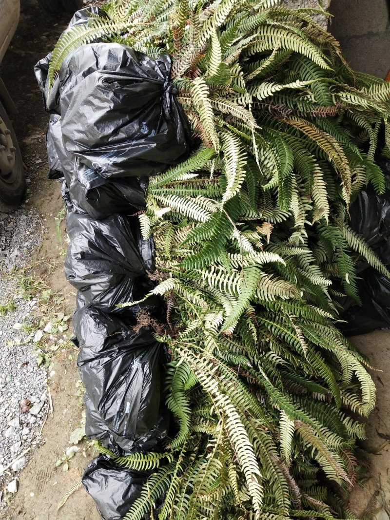 肾蕨，排骨草，基地直发✔量大从优✔识货者来