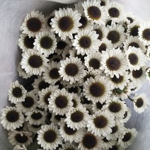 小雏菊