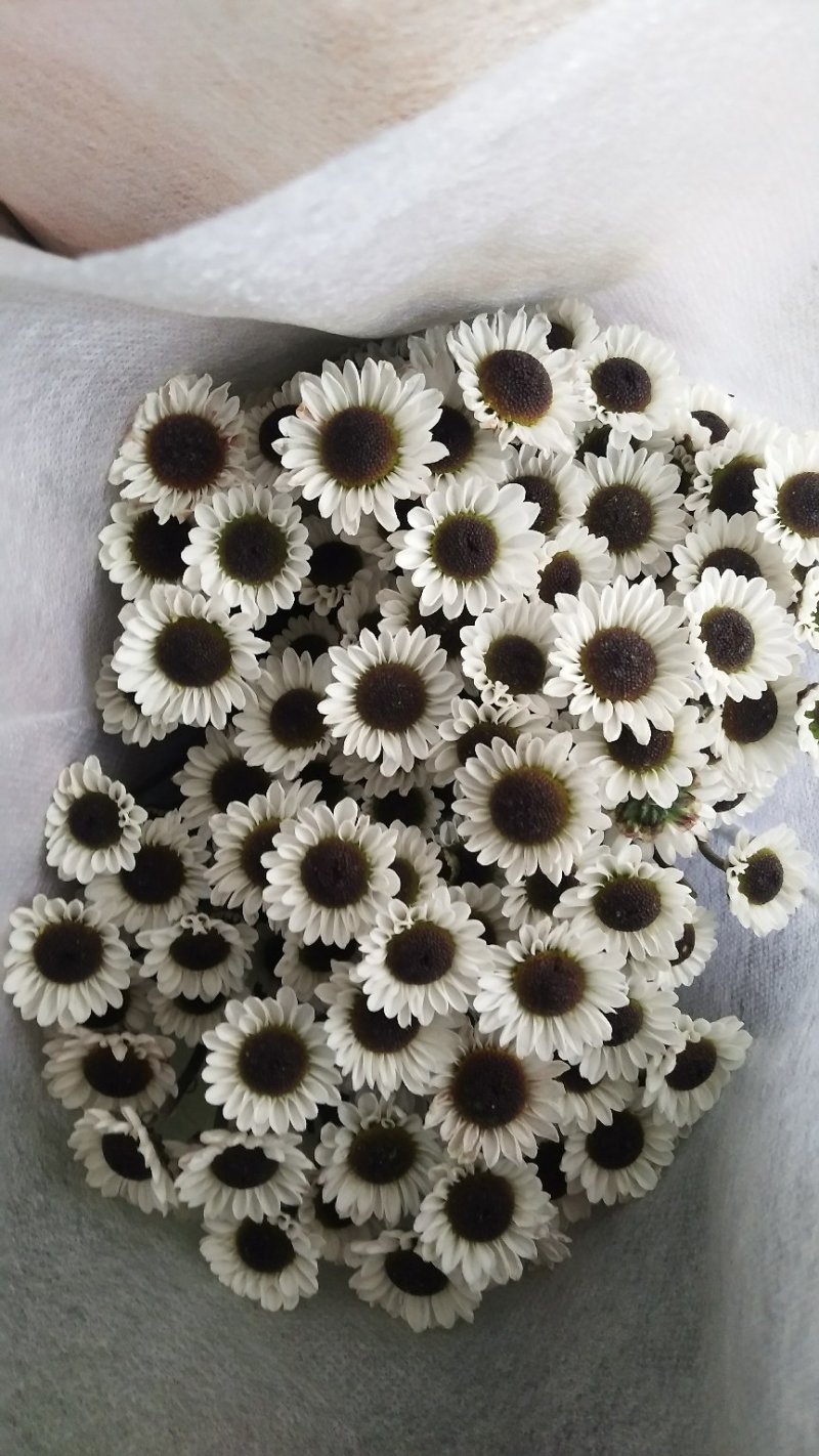 小雏菊