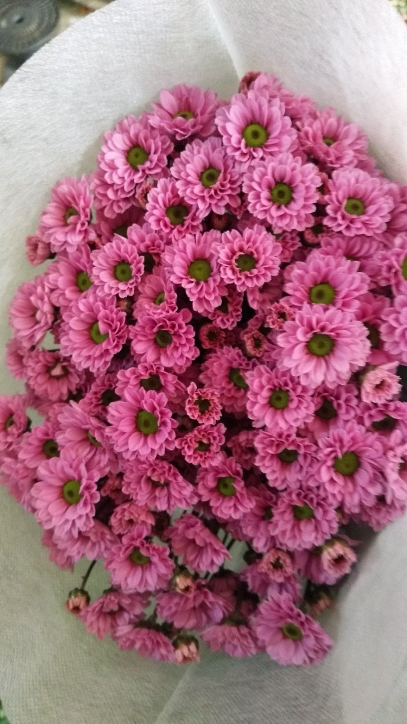 小雏菊