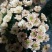 小雏菊