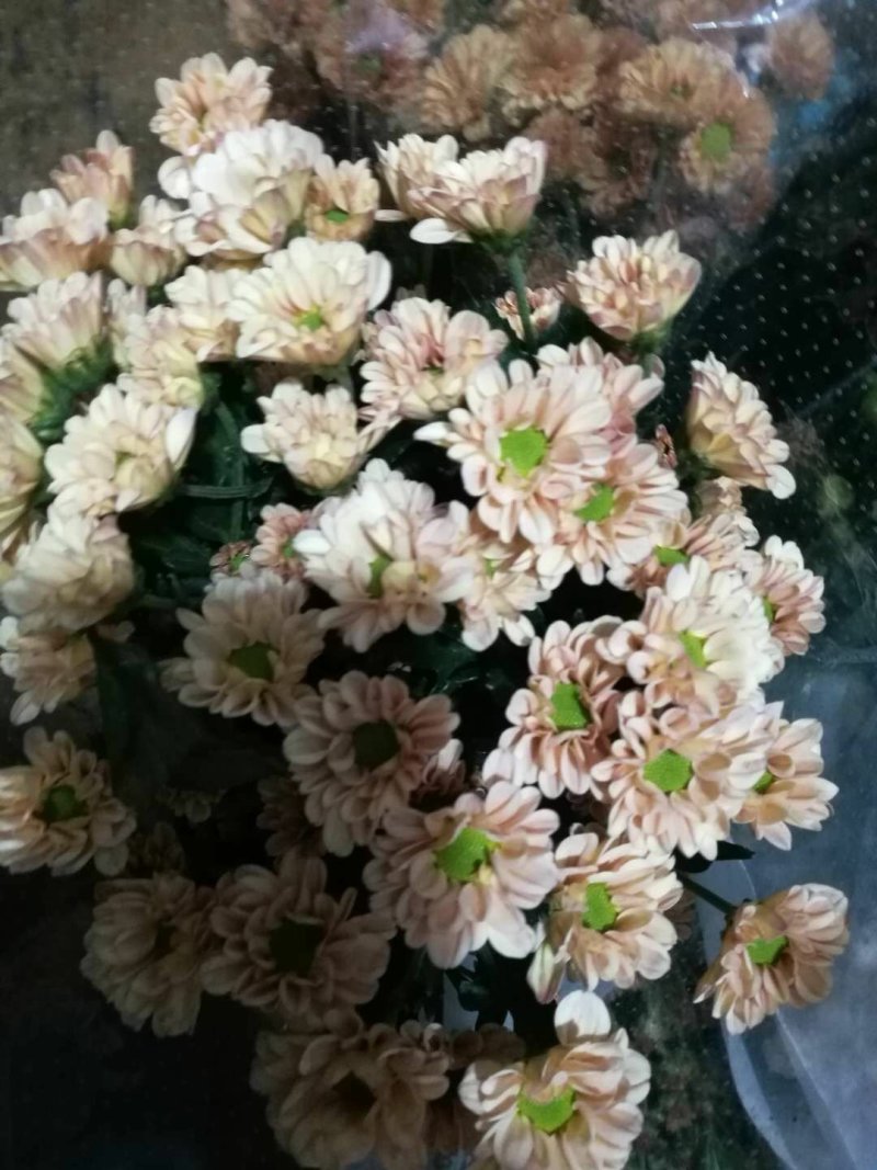 小雏菊