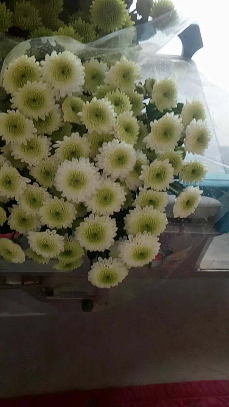 小雏菊