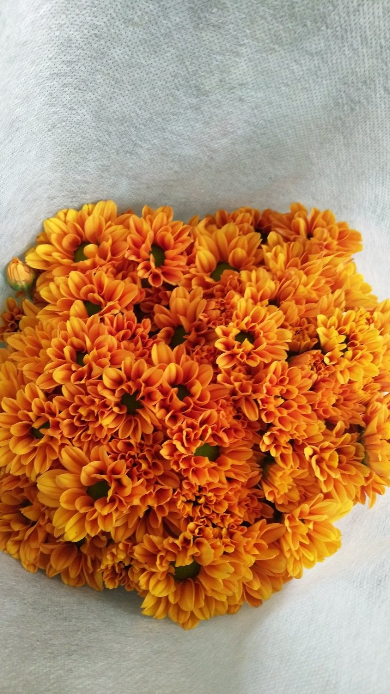 小雏菊