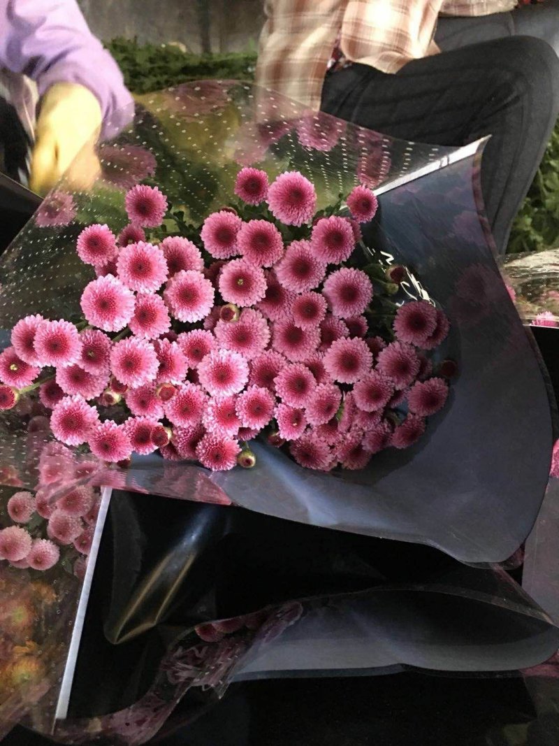 小雏菊