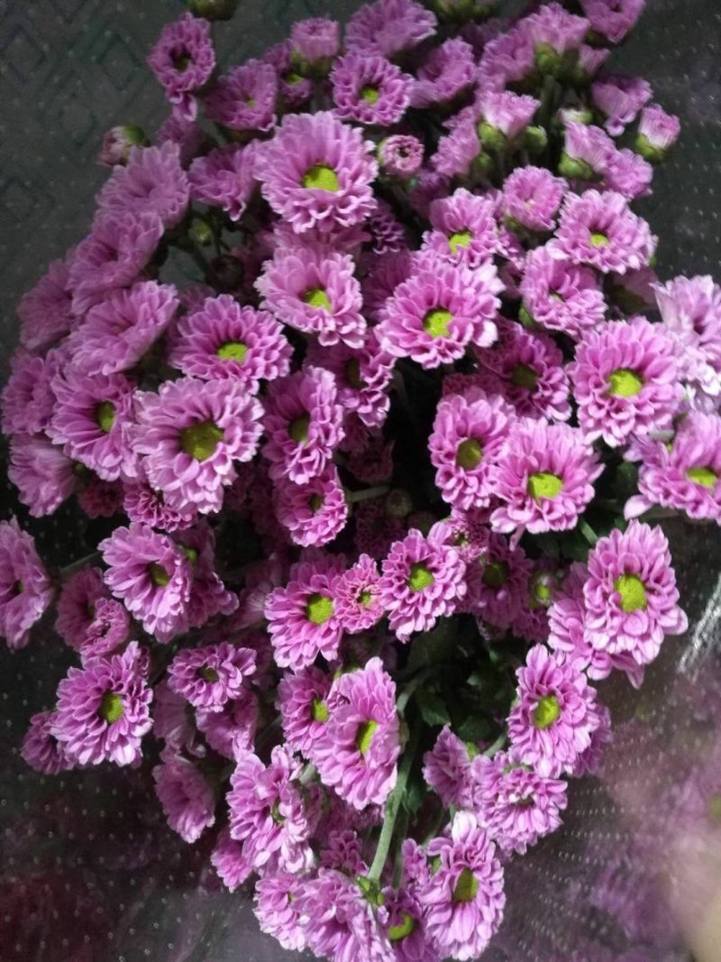 小雏菊