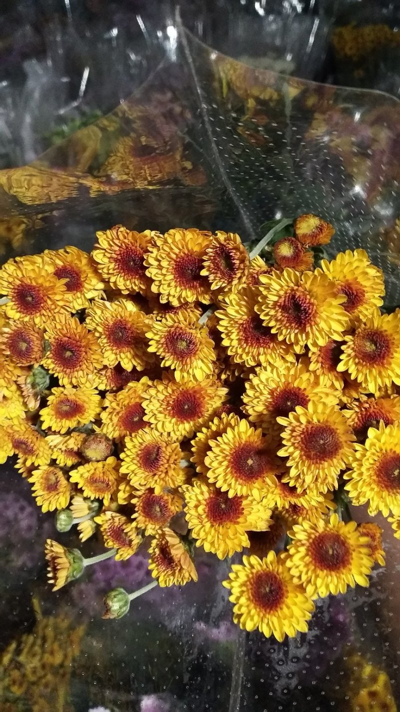 小雏菊
