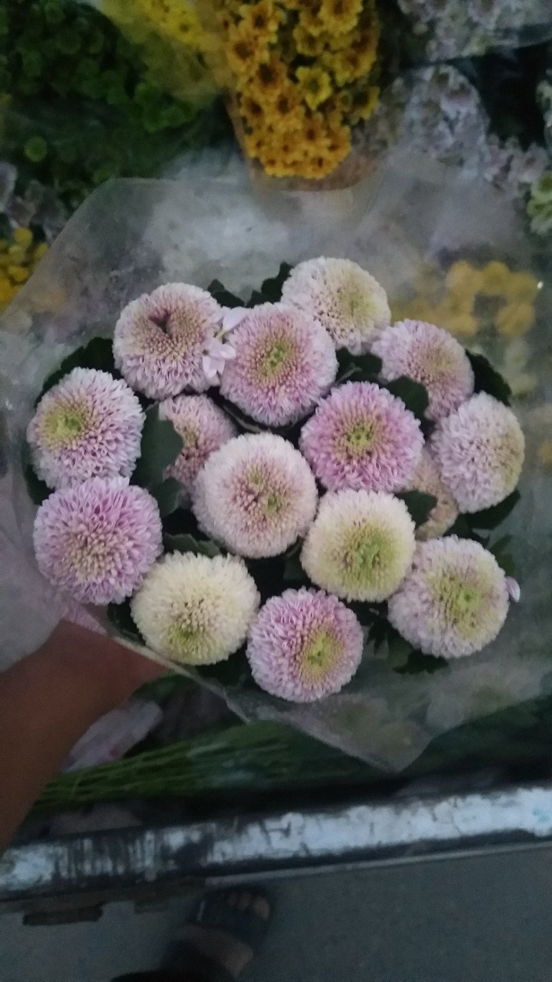 小雏菊