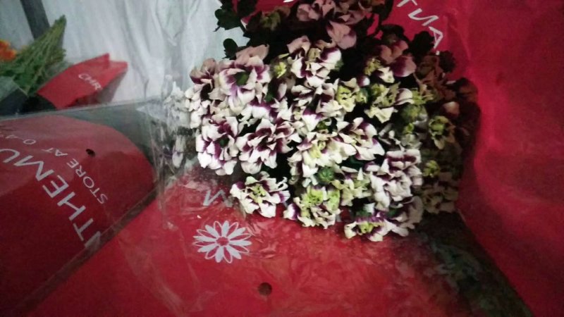 小雏菊
