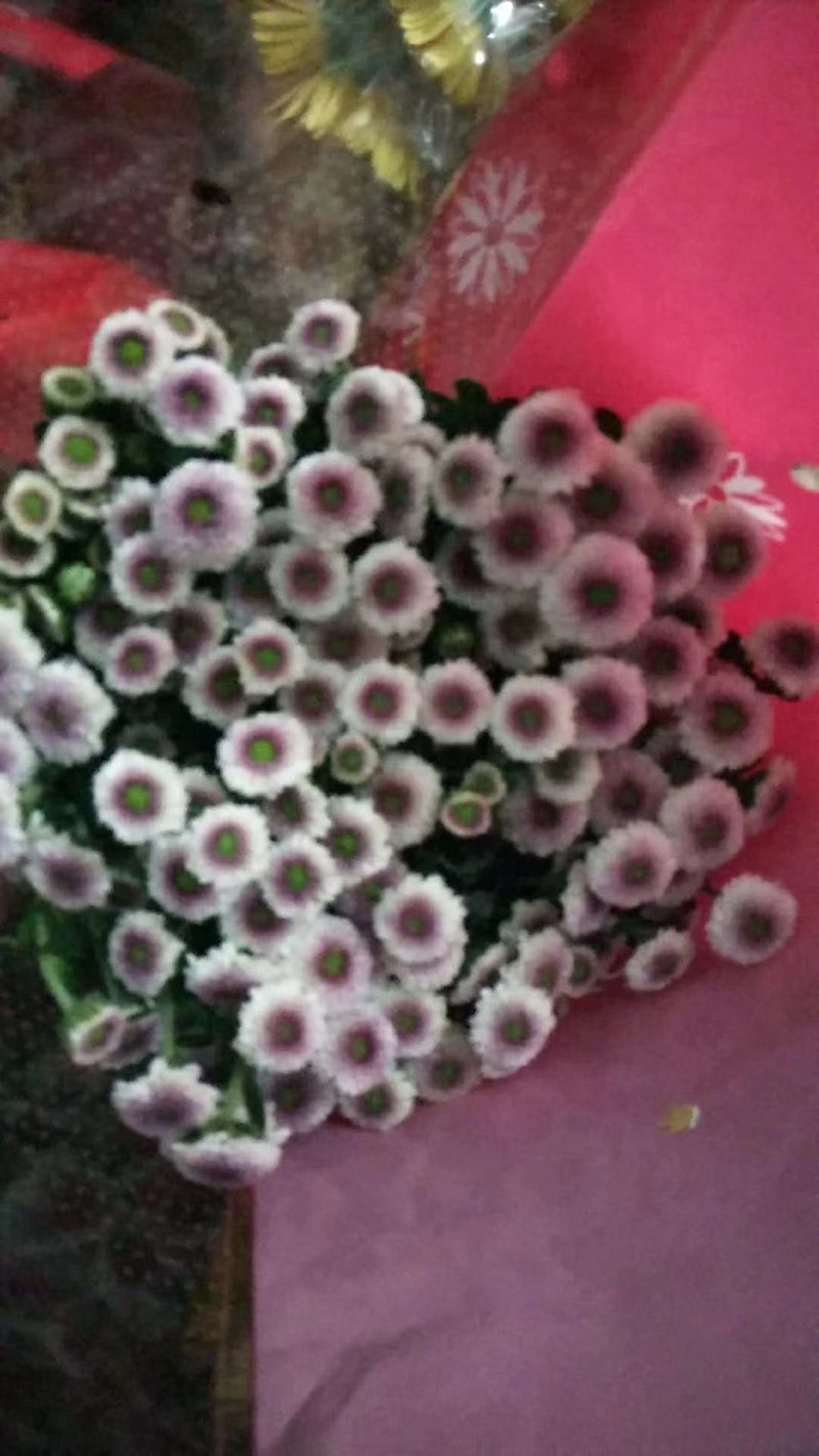 小雏菊