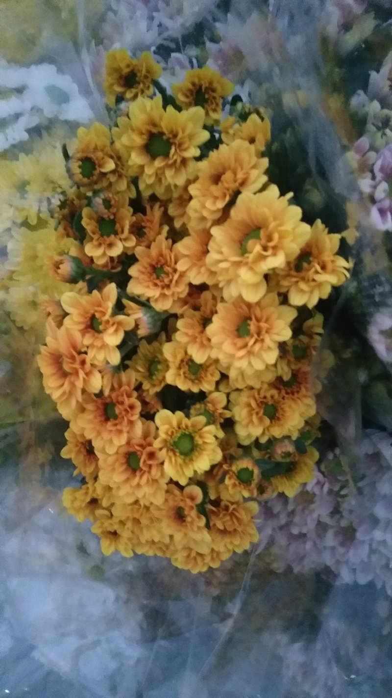 小雏菊