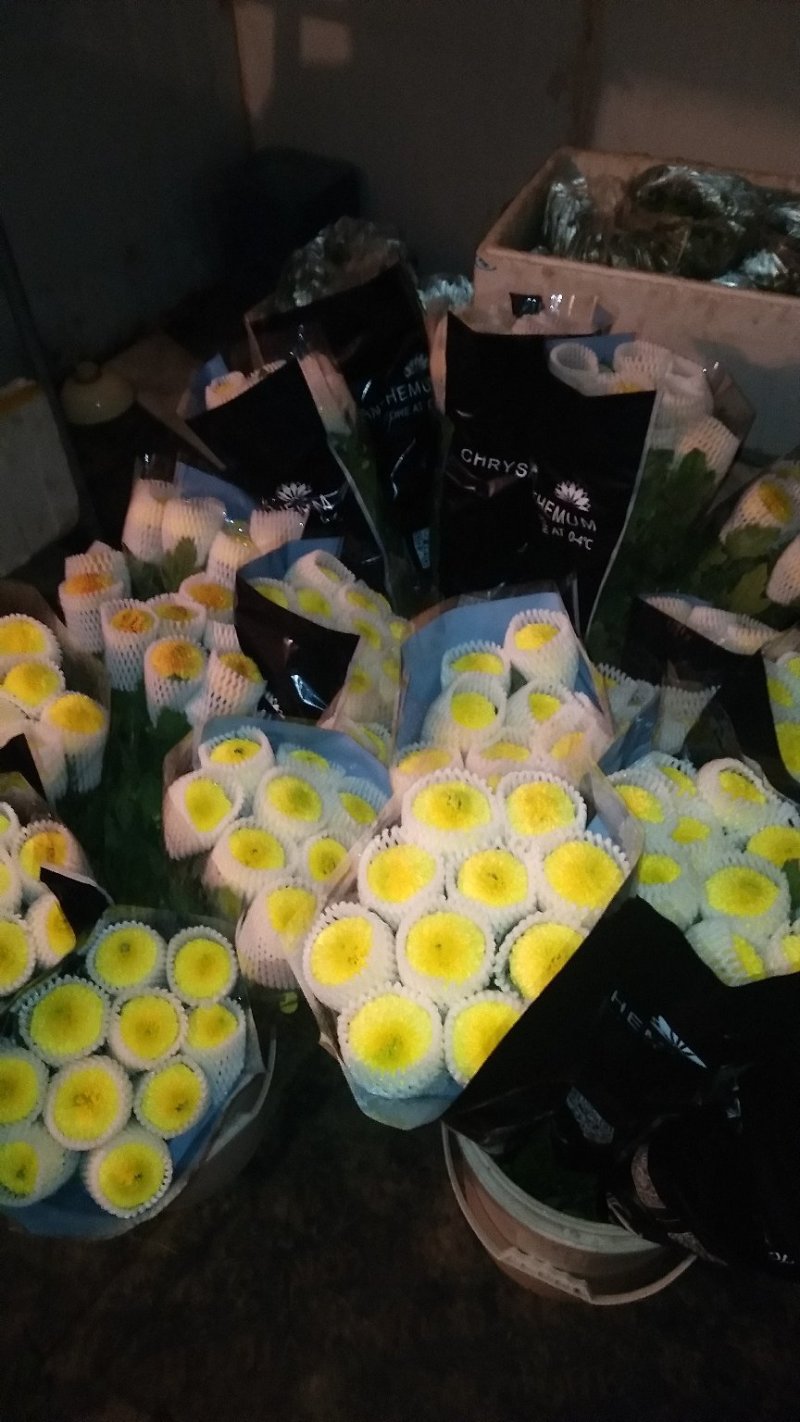 小雏菊