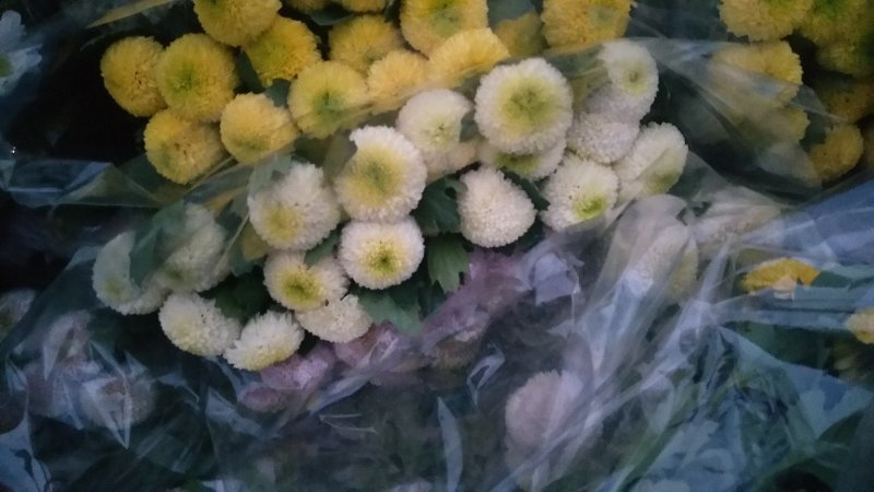 小雏菊