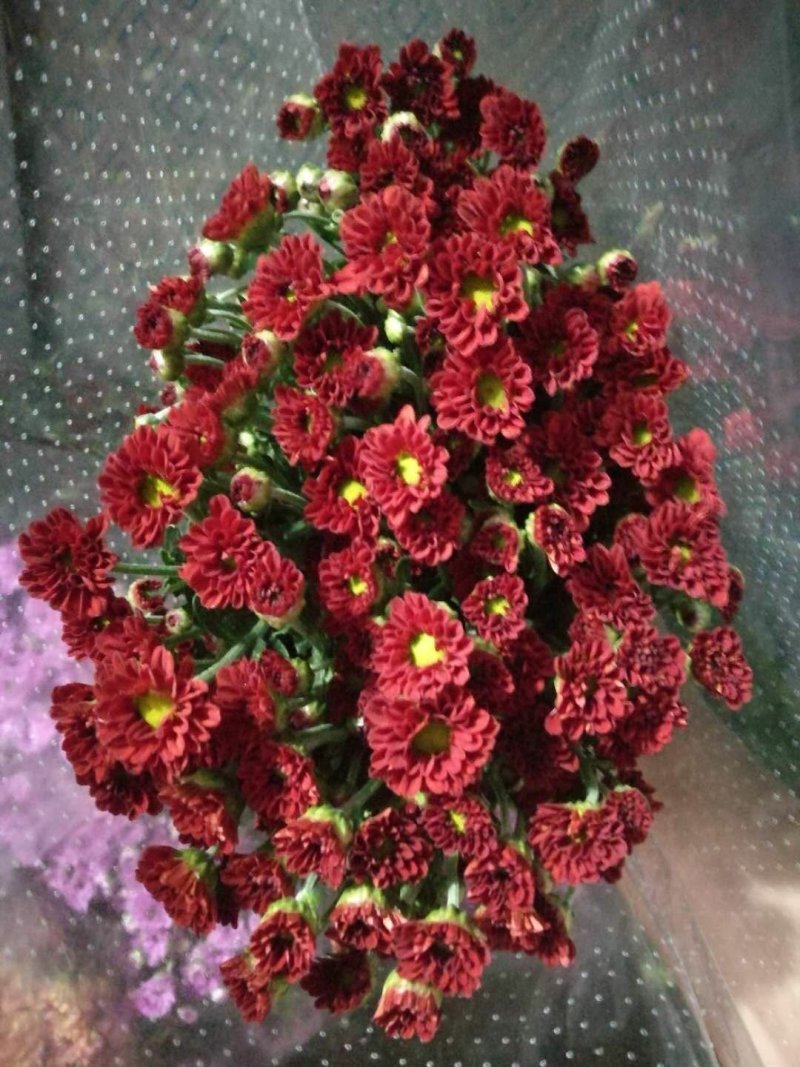 小雏菊