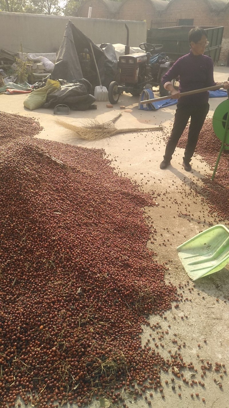 加工酸枣面