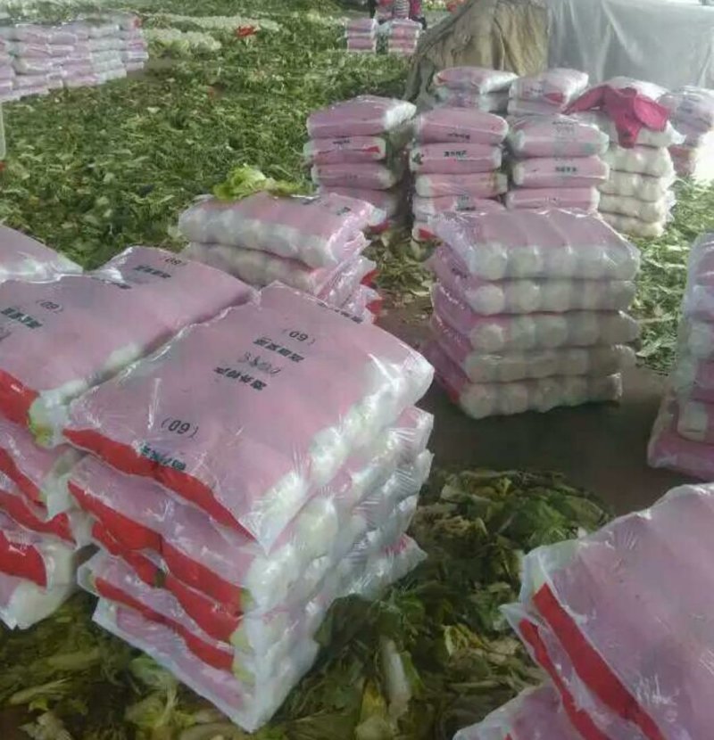 滕州大白菜大量供应超市市场精包装泡菜厂货