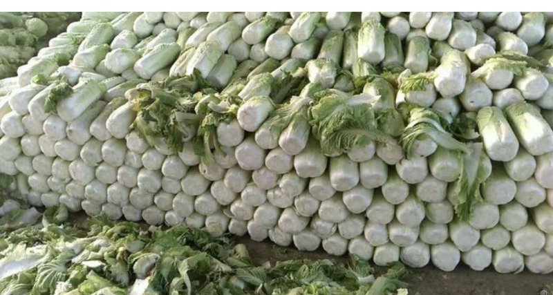 滕州大白菜大量供应超市市场精包装泡菜厂货