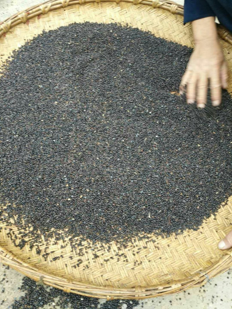 陇南武都:大红袍伏椒种子育苗专用提供育苗技术