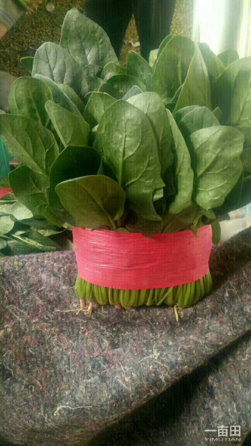 【精品】山东大叶菠菜20-30厘米，标准两排-三排菜规格齐全