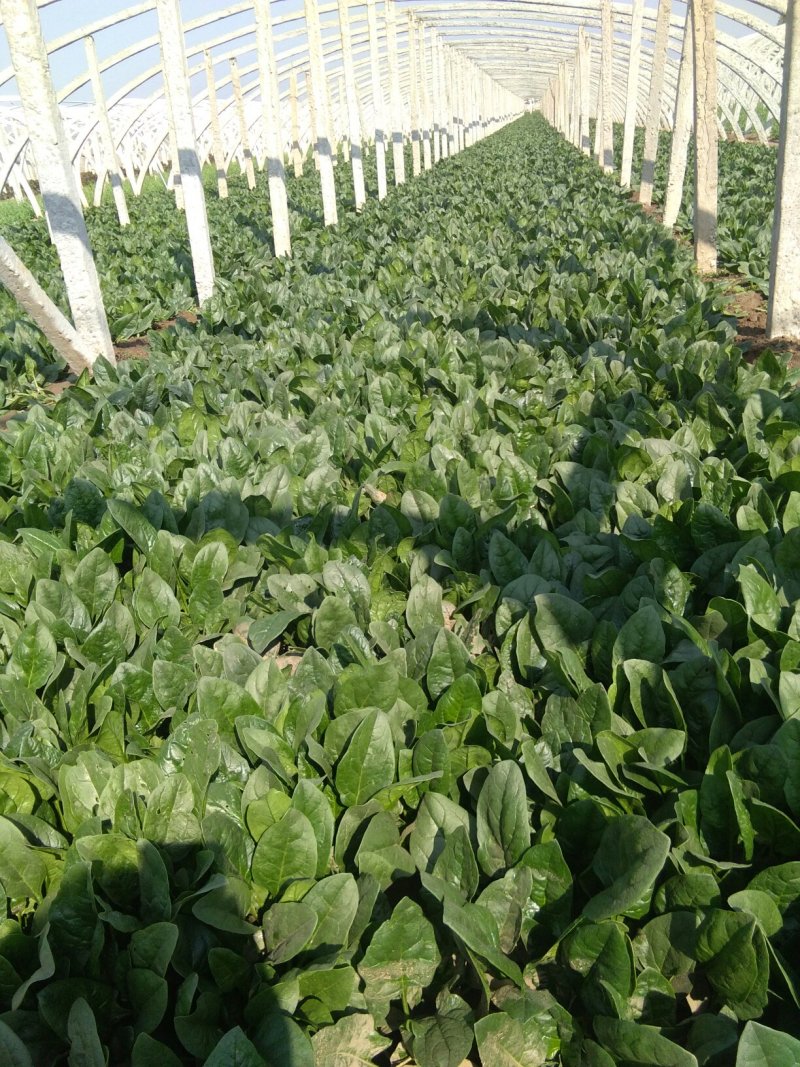 【精品】山东大叶菠菜20-30厘米，标准两排-三排菜规格齐全