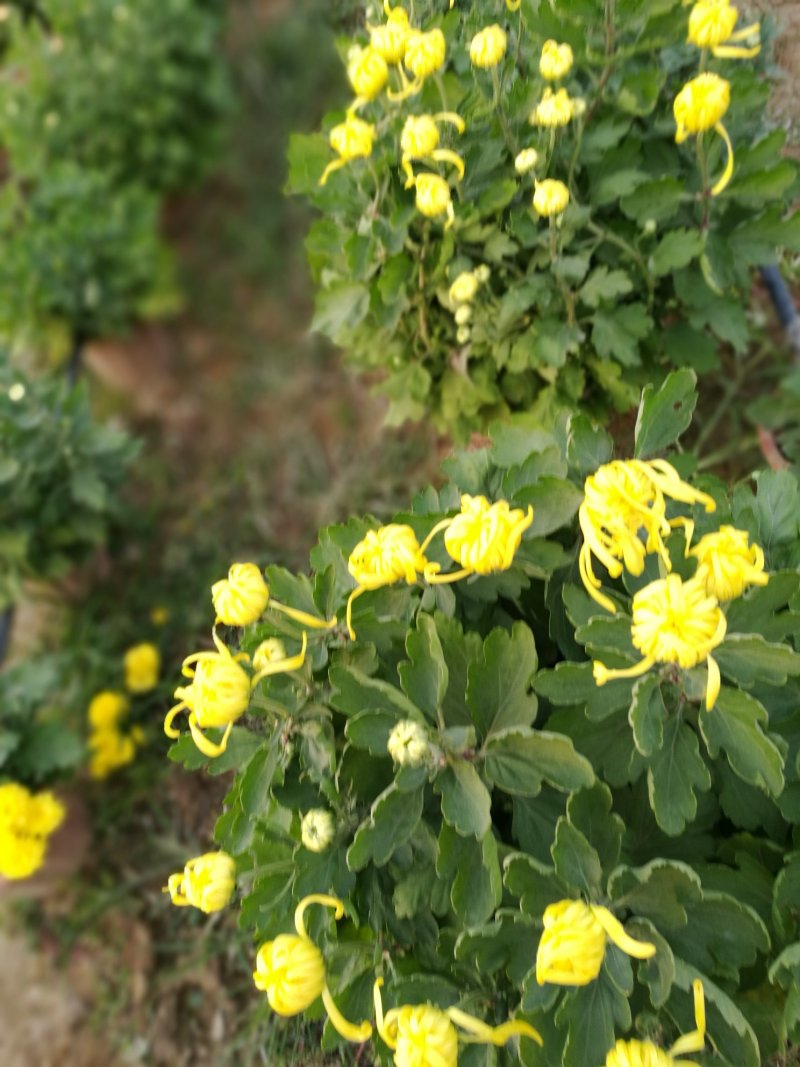 有需要菊花的速联系