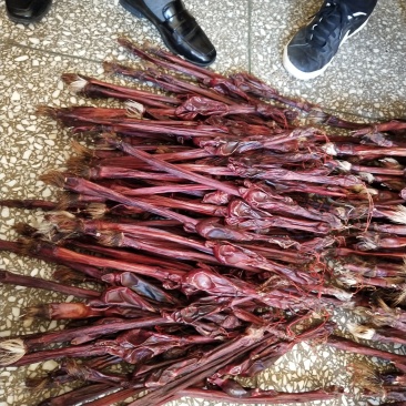 牛鞭