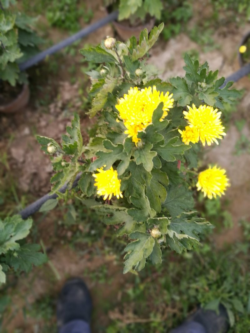 有需要菊花的速联系