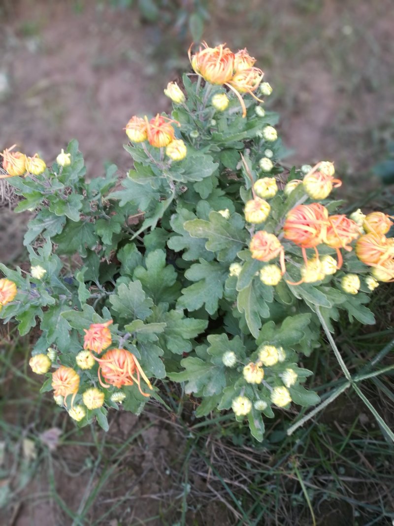 有需要菊花的速联系