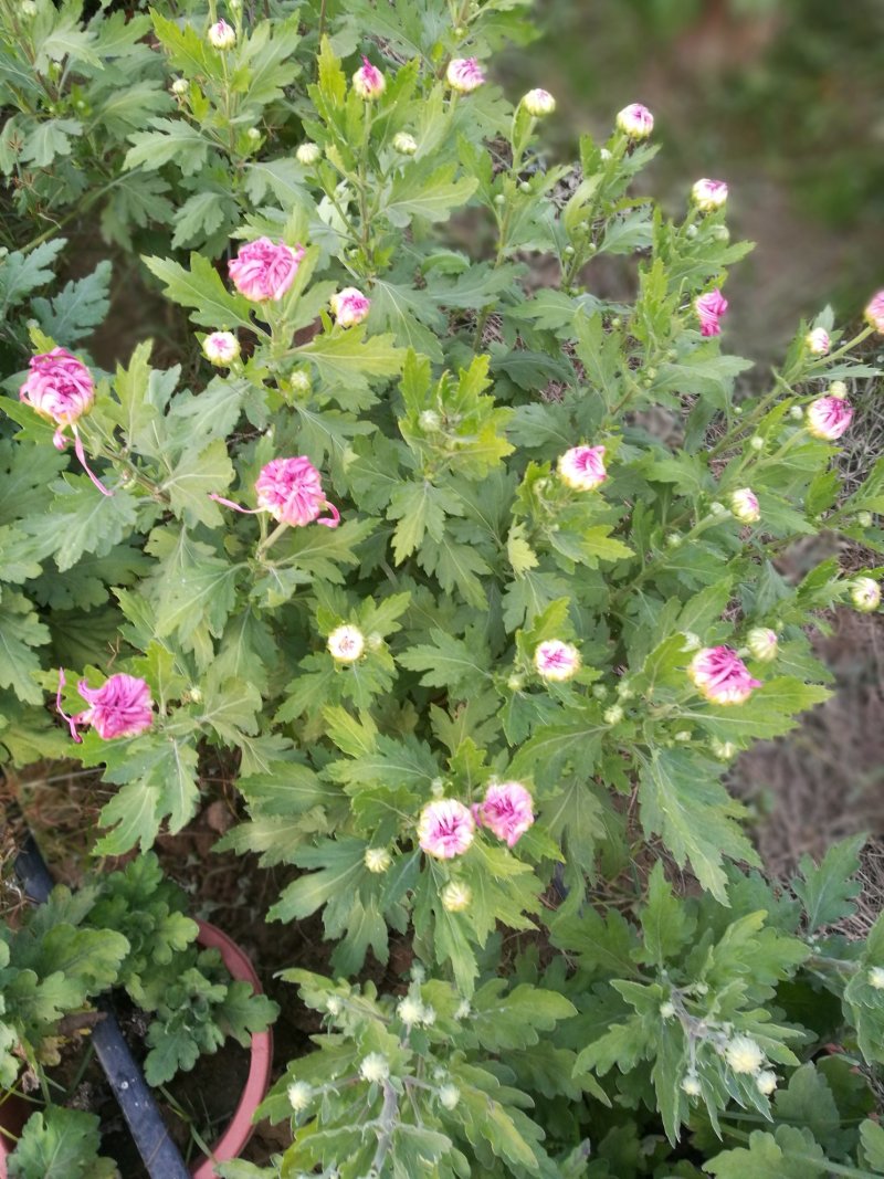 有需要菊花的速联系