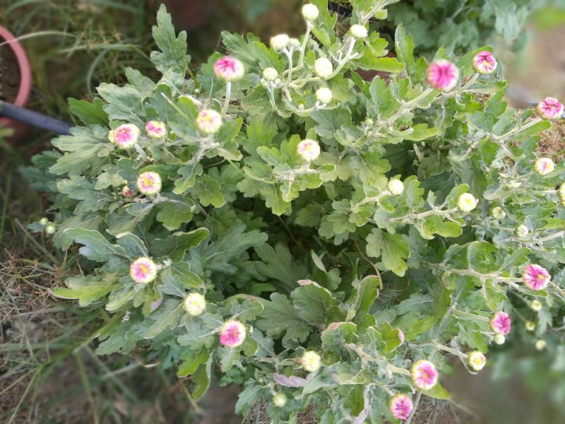 有需要菊花的速联系