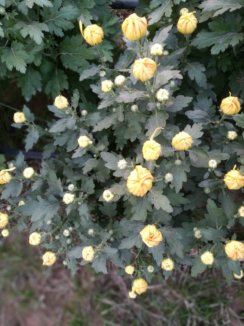 有需要菊花的速联系