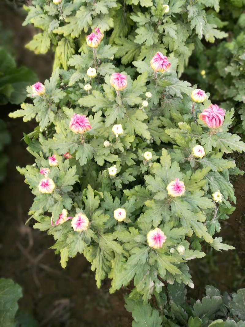 有需要菊花的速联系