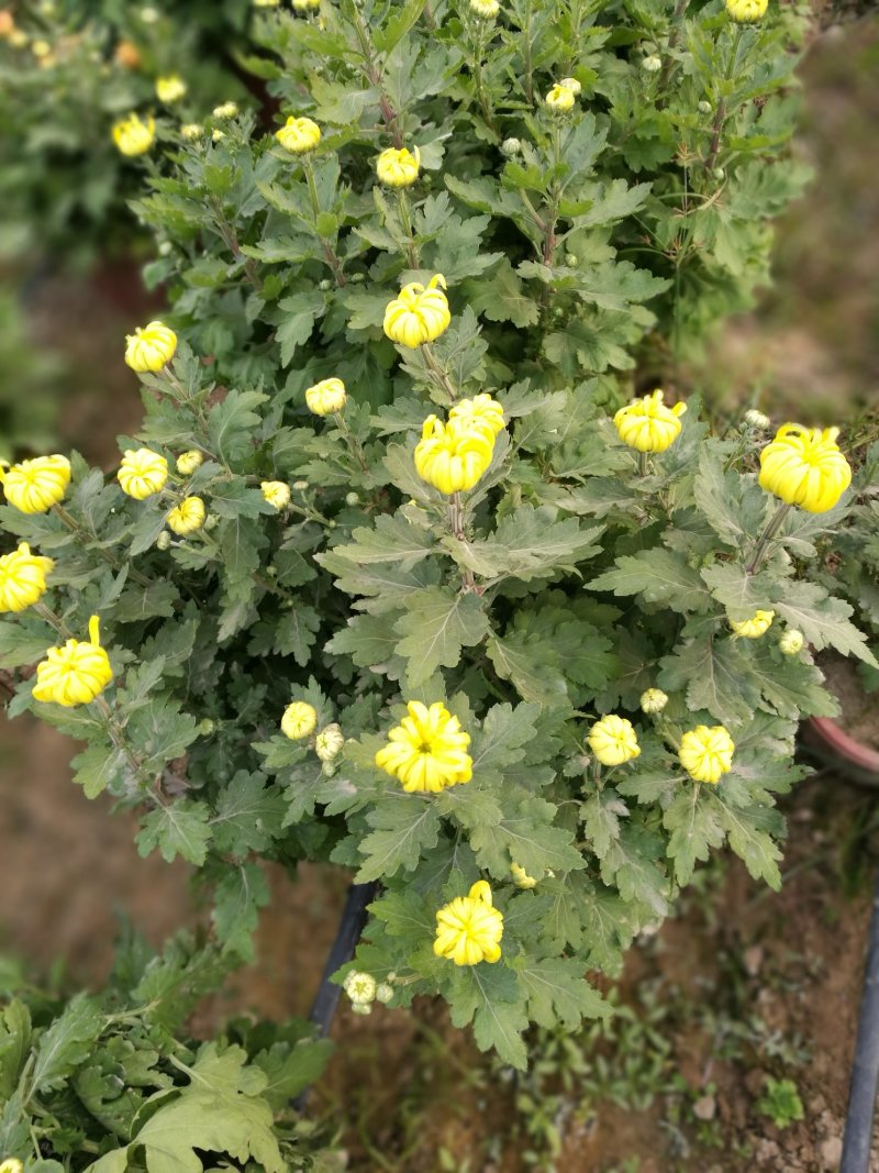 有需要菊花的速联系