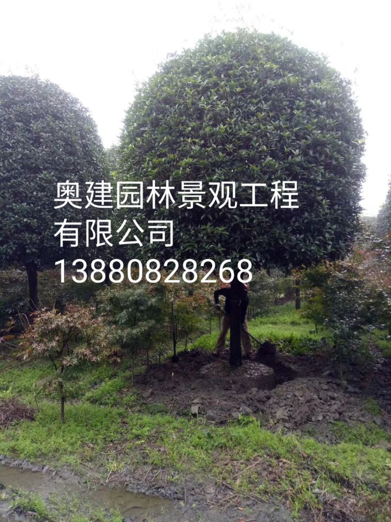 天竺桂
