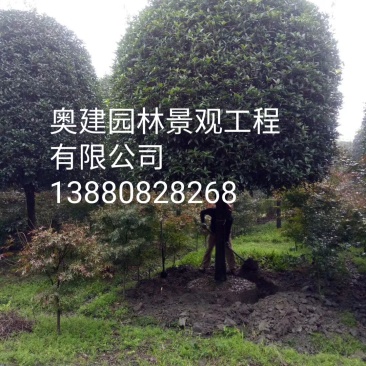 天竺桂