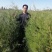 基地直销带营养杯侧柏苗，成活率高，荒山造林，陵园绿化专用
