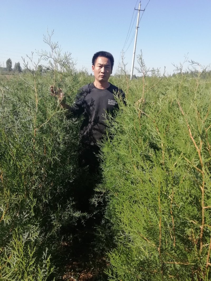 基地直销带营养杯侧柏苗，成活率高，荒山造林，陵园绿化专用