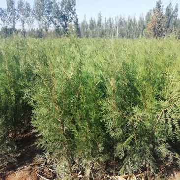基地直销带营养杯侧柏苗，成活率高，荒山造林，陵园绿化专用