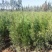 基地直销带营养杯侧柏苗，成活率高，荒山造林，陵园绿化专用