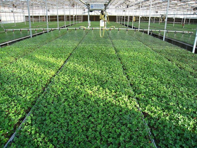 菜花苗花菜苗有机花苗松花菜苗山东产地，诚信经营1