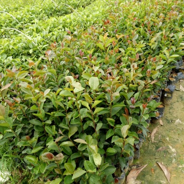 油茶袋苗，山油茶批发
