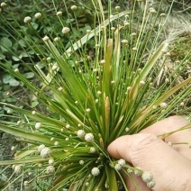 谷精草，又名珍珠草，中药，全草，基地种植多年