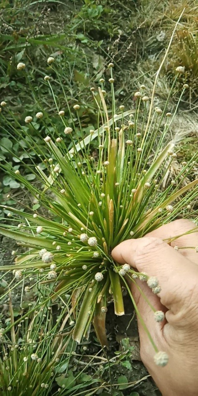 谷精草，又名珍珠草，中药，全草，基地种植多年