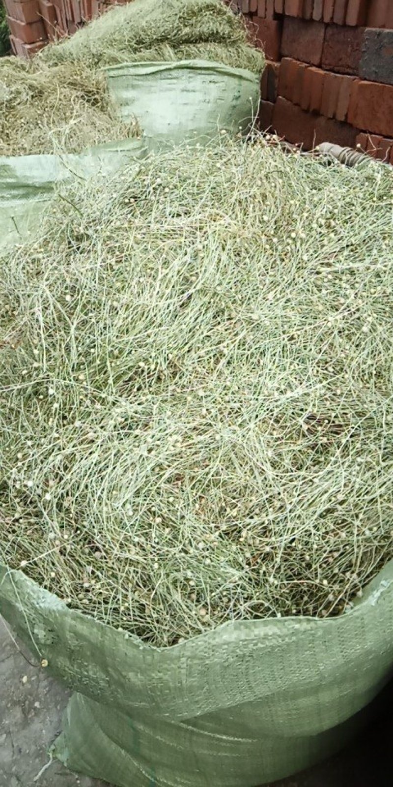 谷精草，又名珍珠草，中药，全草，基地种植多年