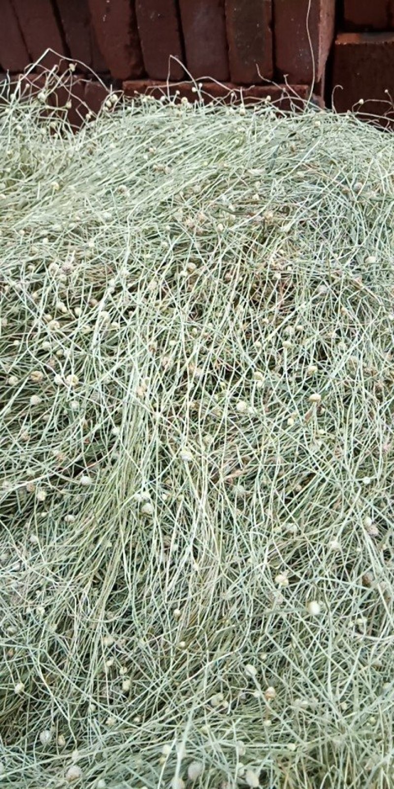 谷精草，又名珍珠草，中药，全草，基地种植多年