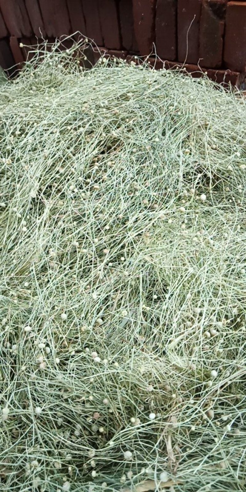 谷精草，又名珍珠草，中药，全草，基地种植多年