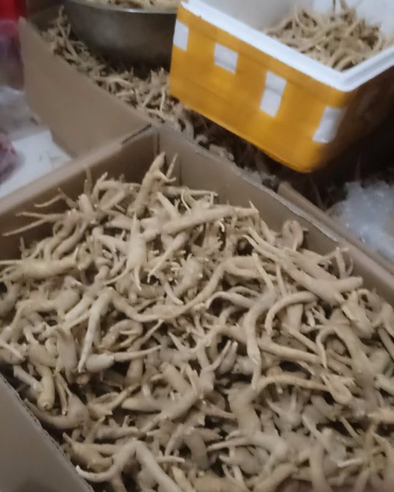 长白山西洋参，威海文登西洋参