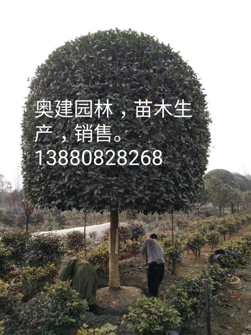 小叶桢楠