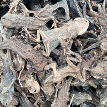 蟾蜍干蟾蜍批发各种中药材批发零售各种规格