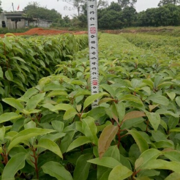 香樟小袋苗，香樟场地批发